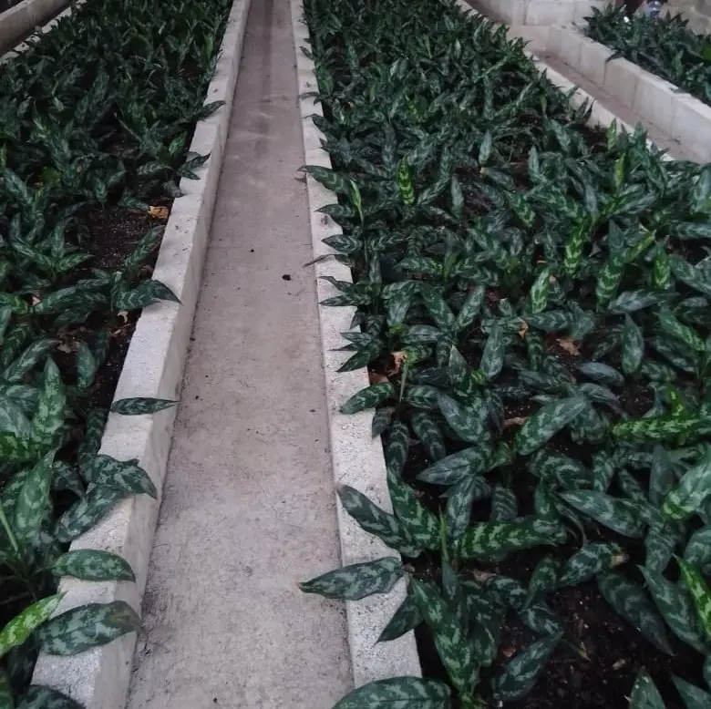 Aglaonemas — Aglaonema