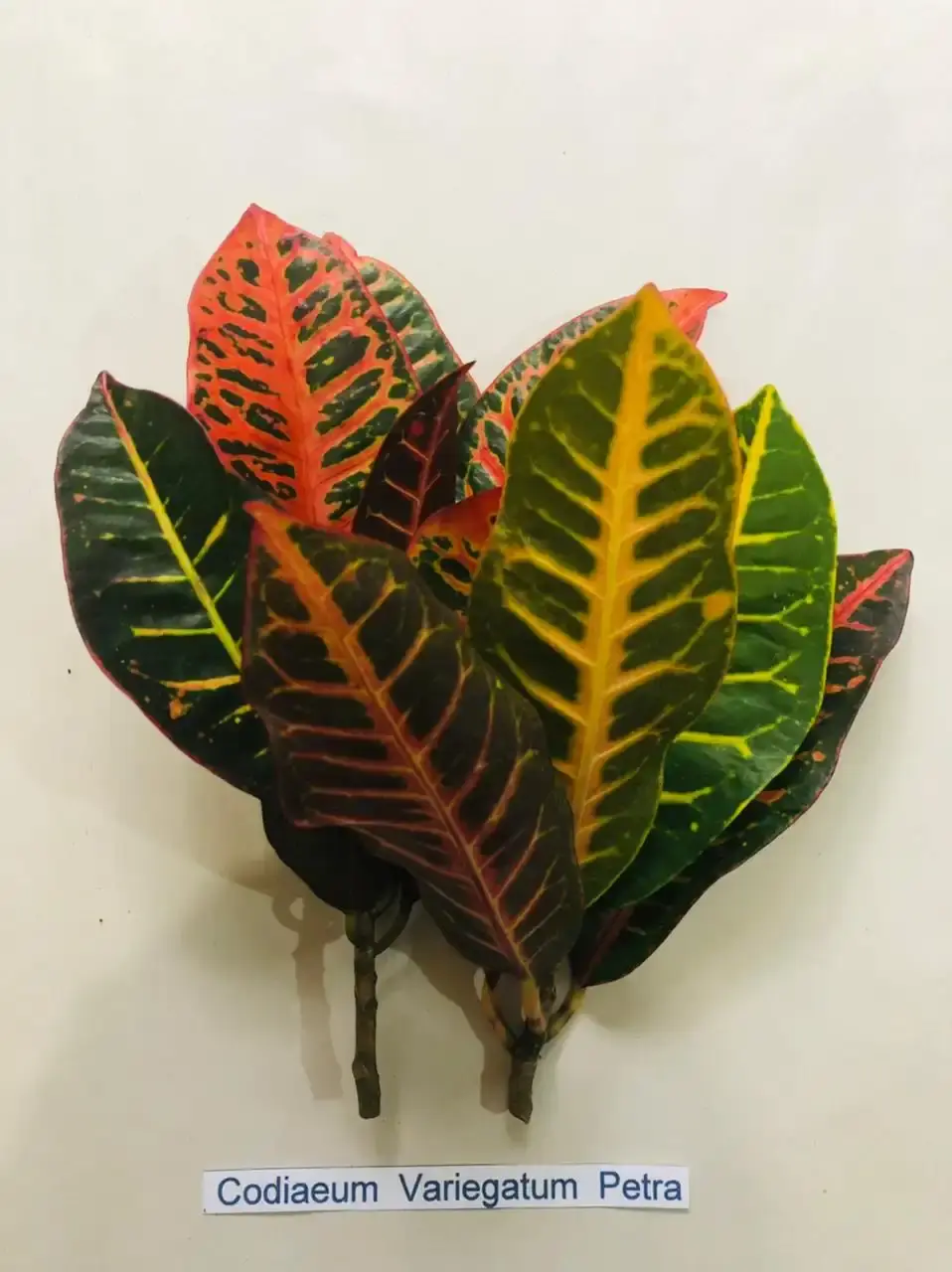 Crotons — Codiaeum variegatum