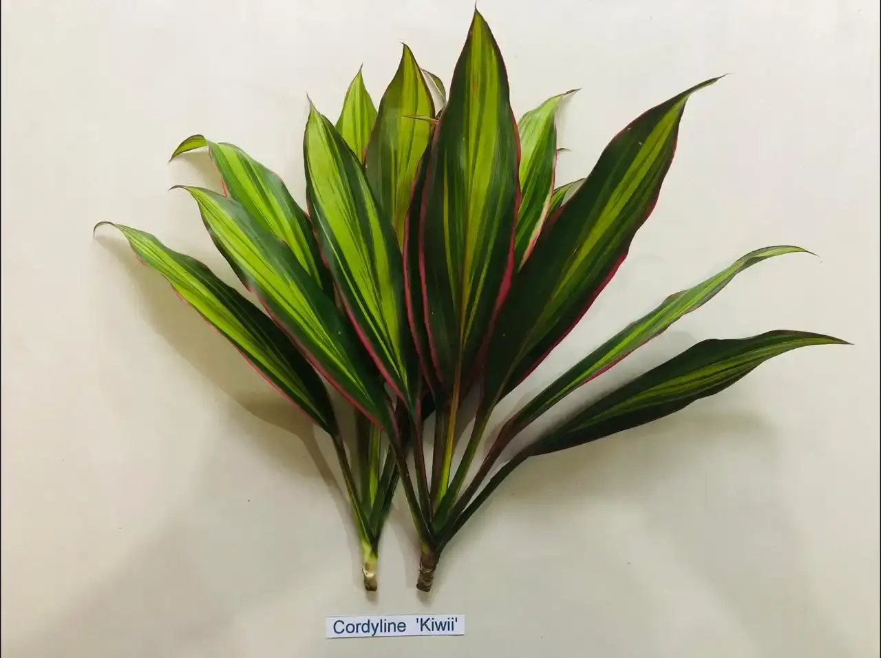 Cordylines — Cordyline fruticosa