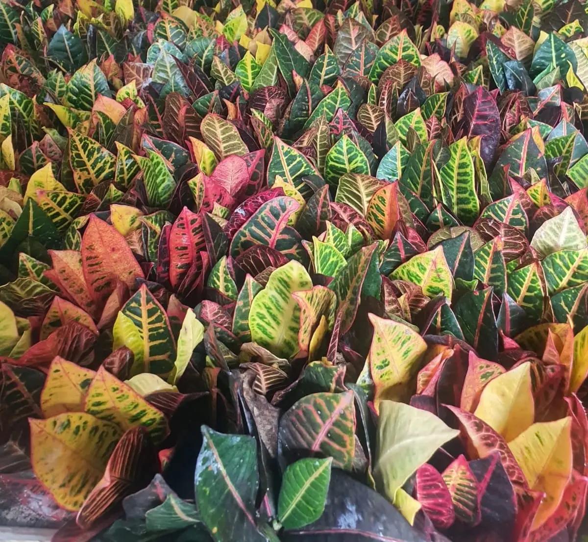 Crotons — Codiaeum variegatum