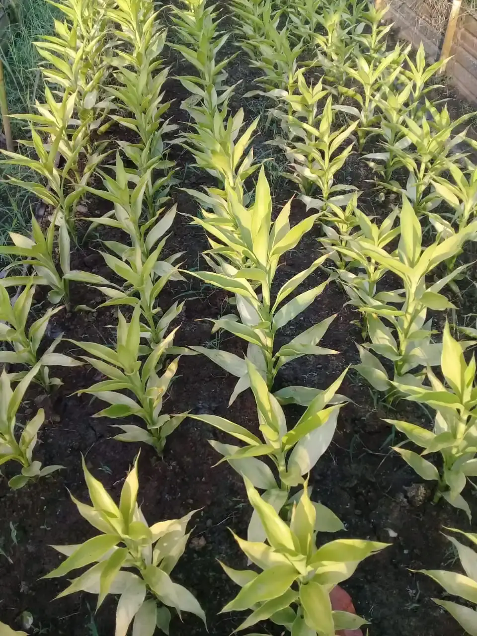 Dracaenas — Dracaena