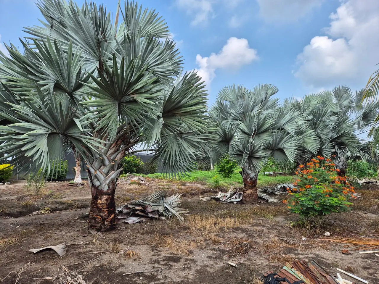 Queletzú farm