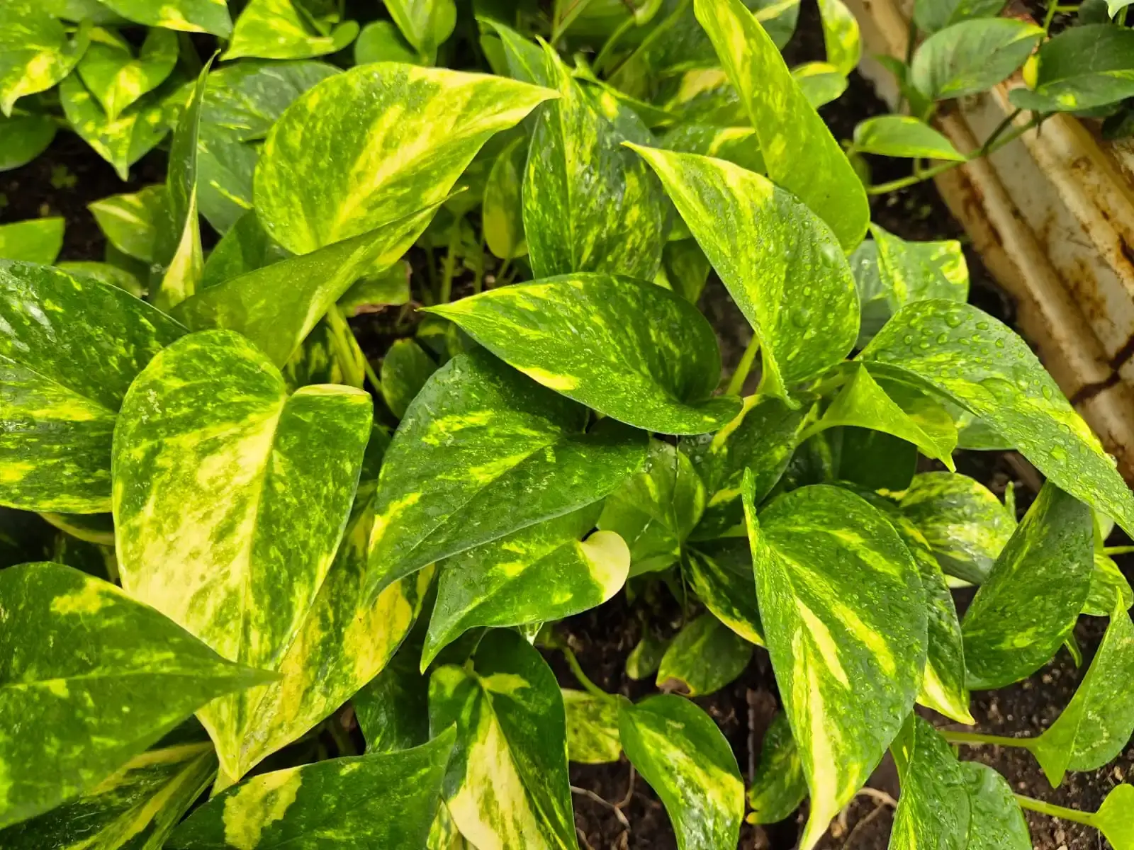 Pothos — Epipremnum aureum