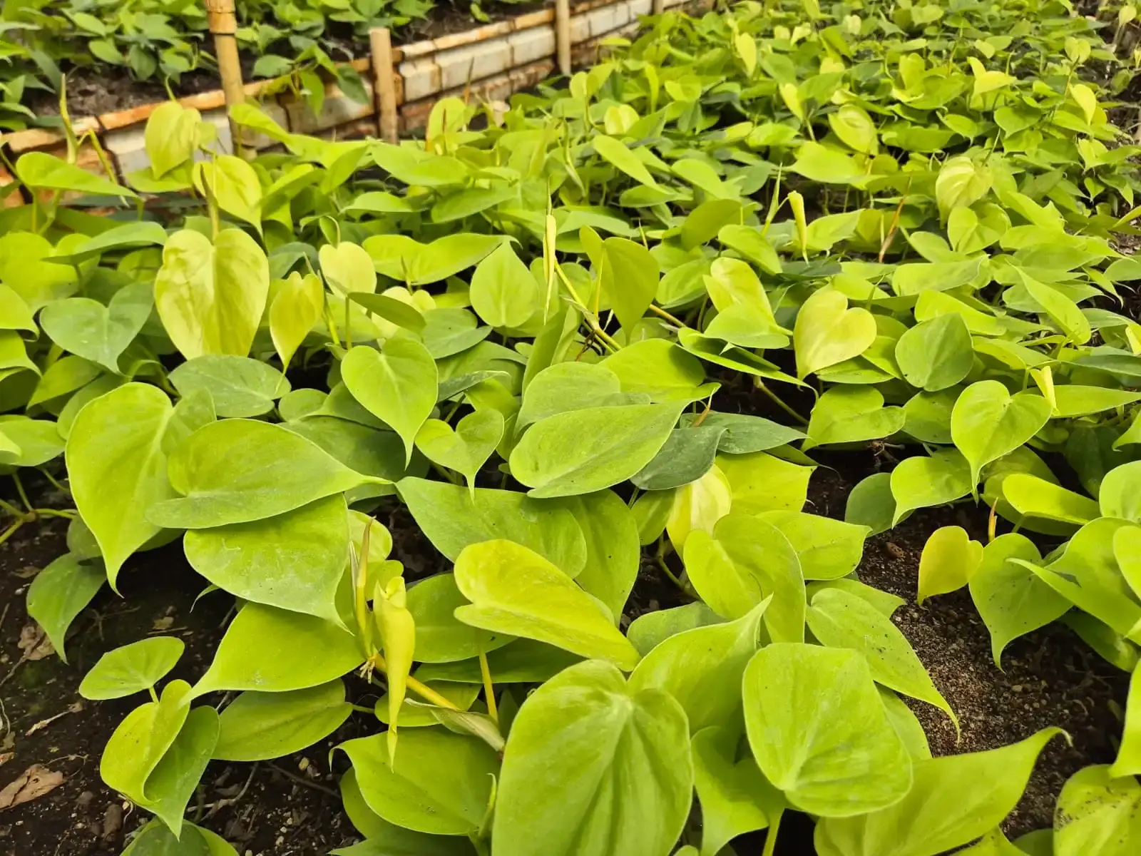 Philodendron — Philodendron · Monstera