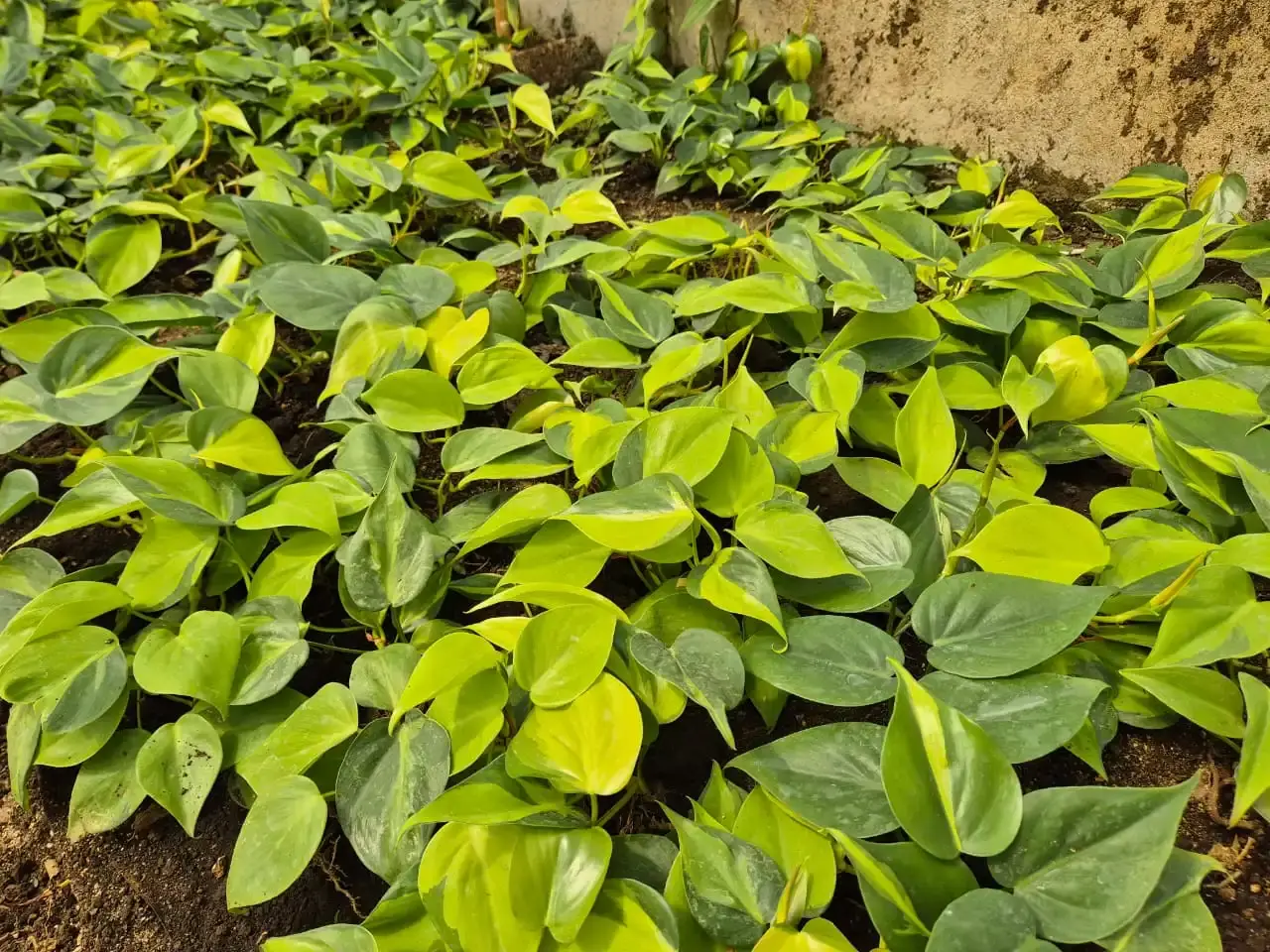 Pothos at Queletzú farm