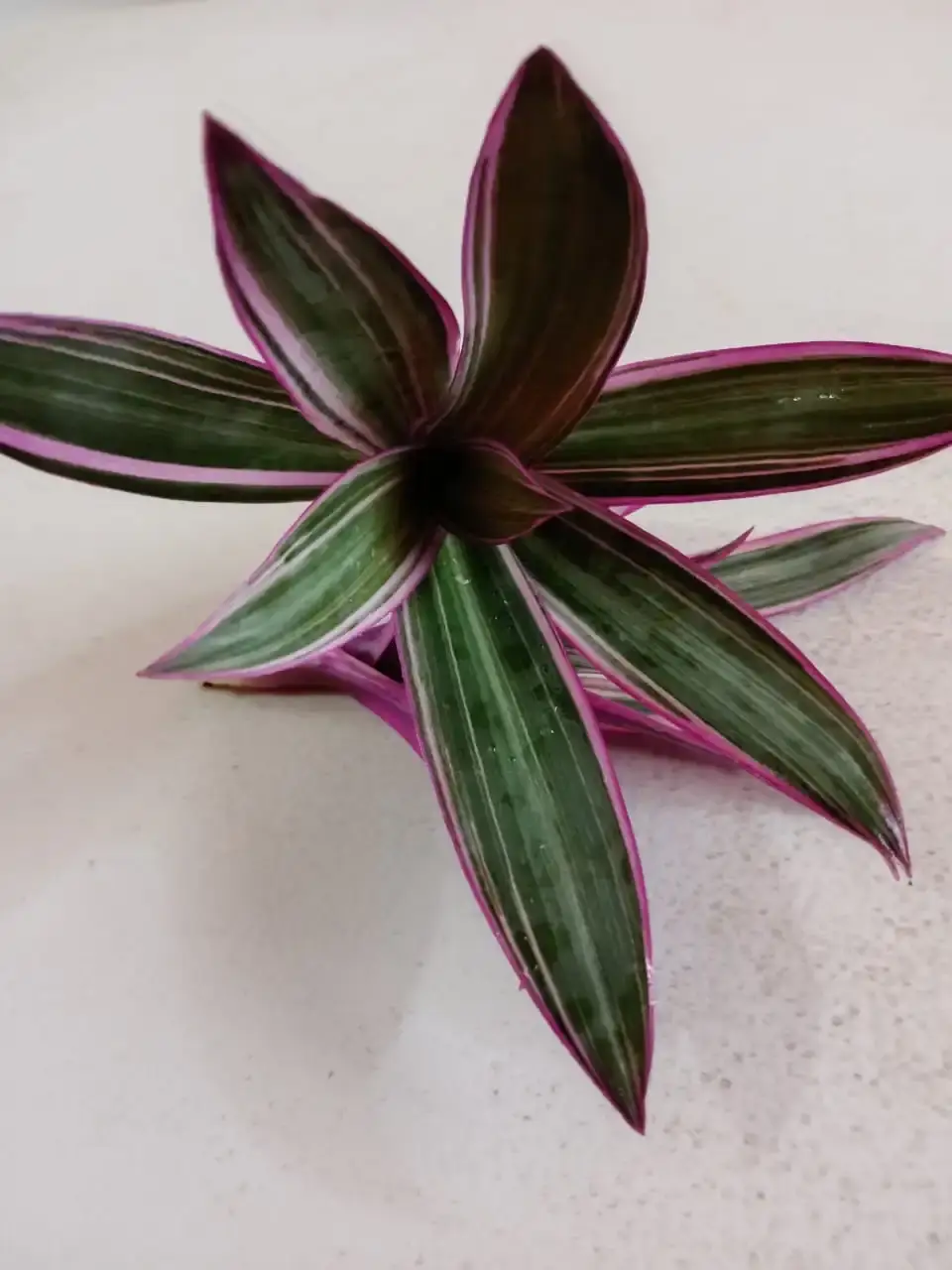 Rhoeo — Tradescantia spathacea