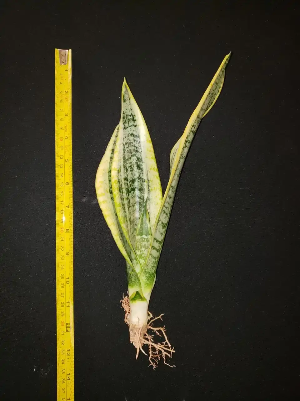 Sansevierias — Sansevieria trifasciata