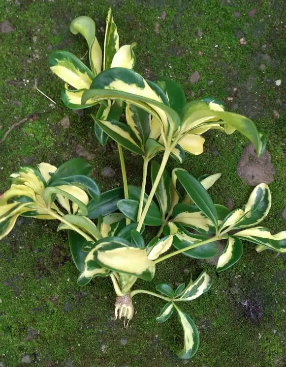 Schefflera — Schefflera arboricola