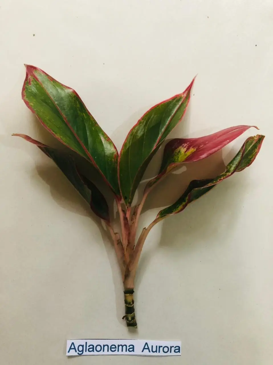 Aglaonema Aurora — Aglaonemas