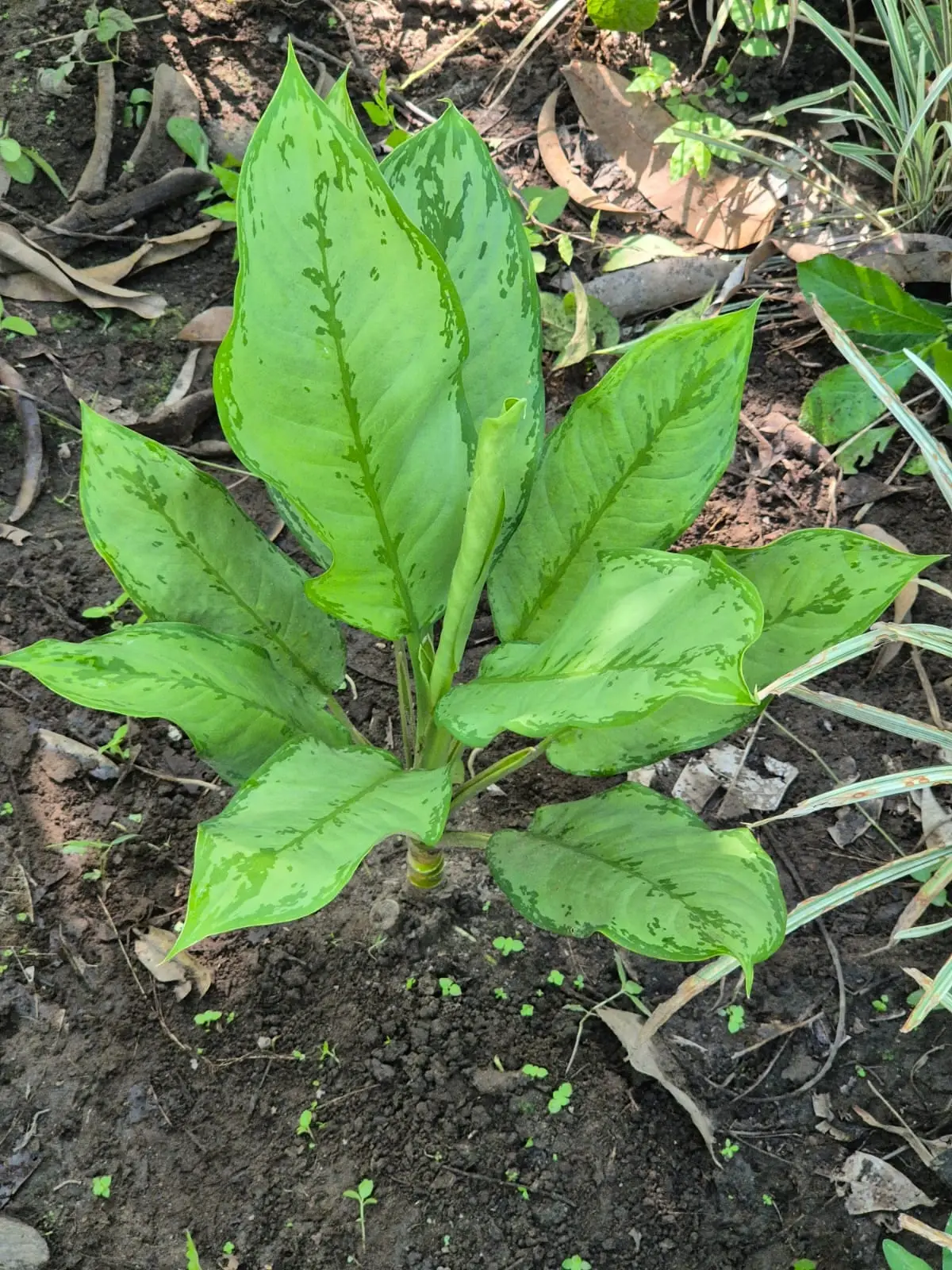 Aglaonema JB Freeman — Aglaonemas