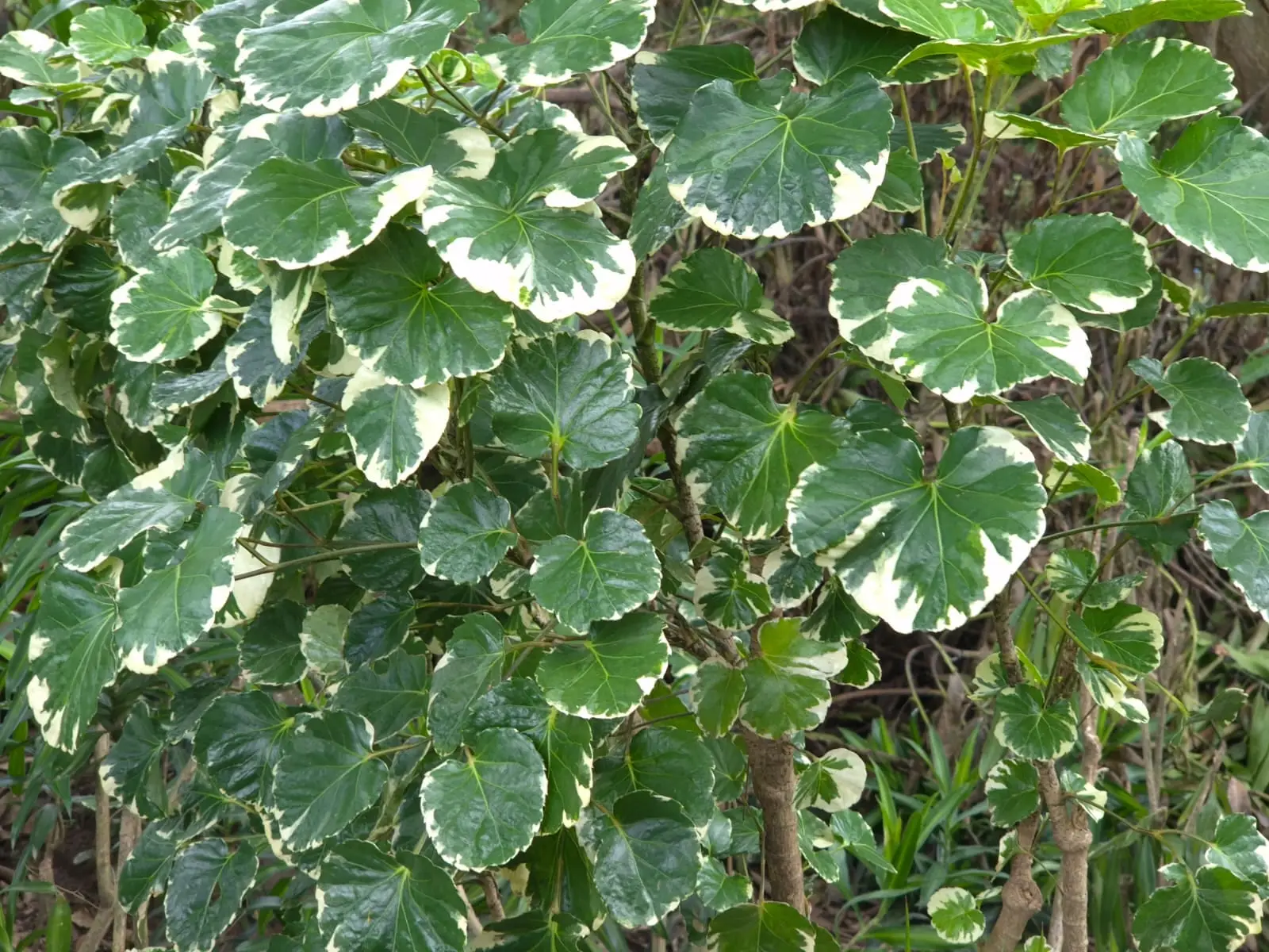 Aralia — Aralias