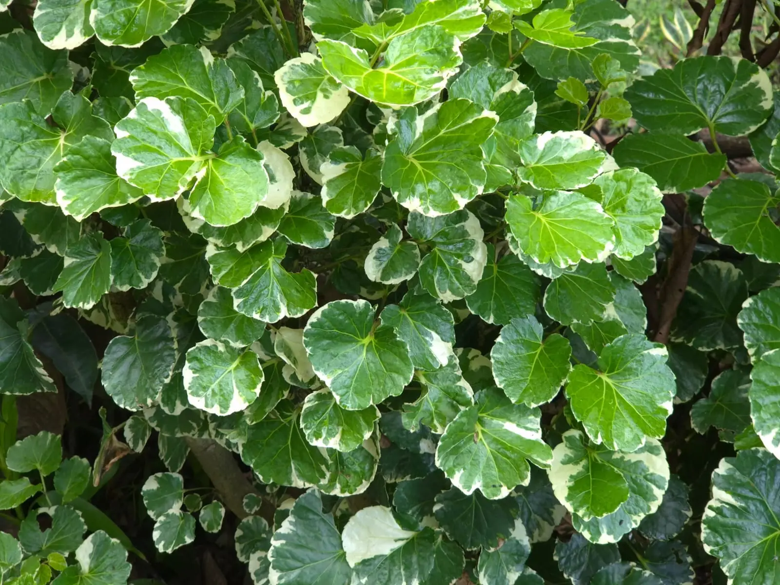 Aralia — Aralias