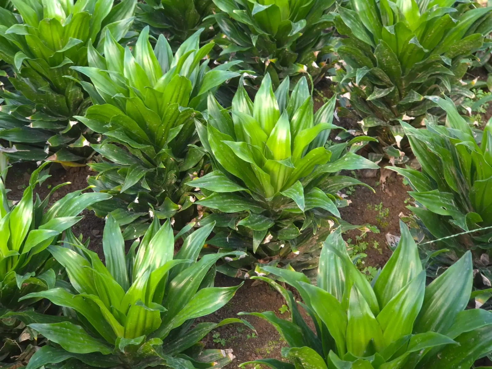 Dracaena Janet Craig Compacta — Dracaenas