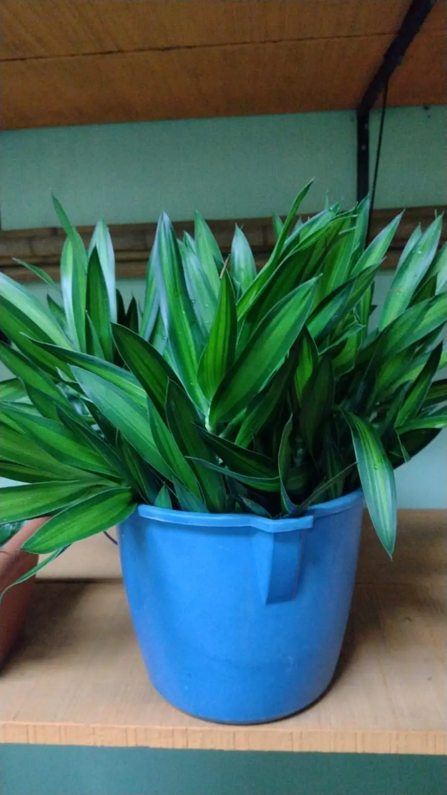 Dracaena Song of Jamaica — Dracaenas