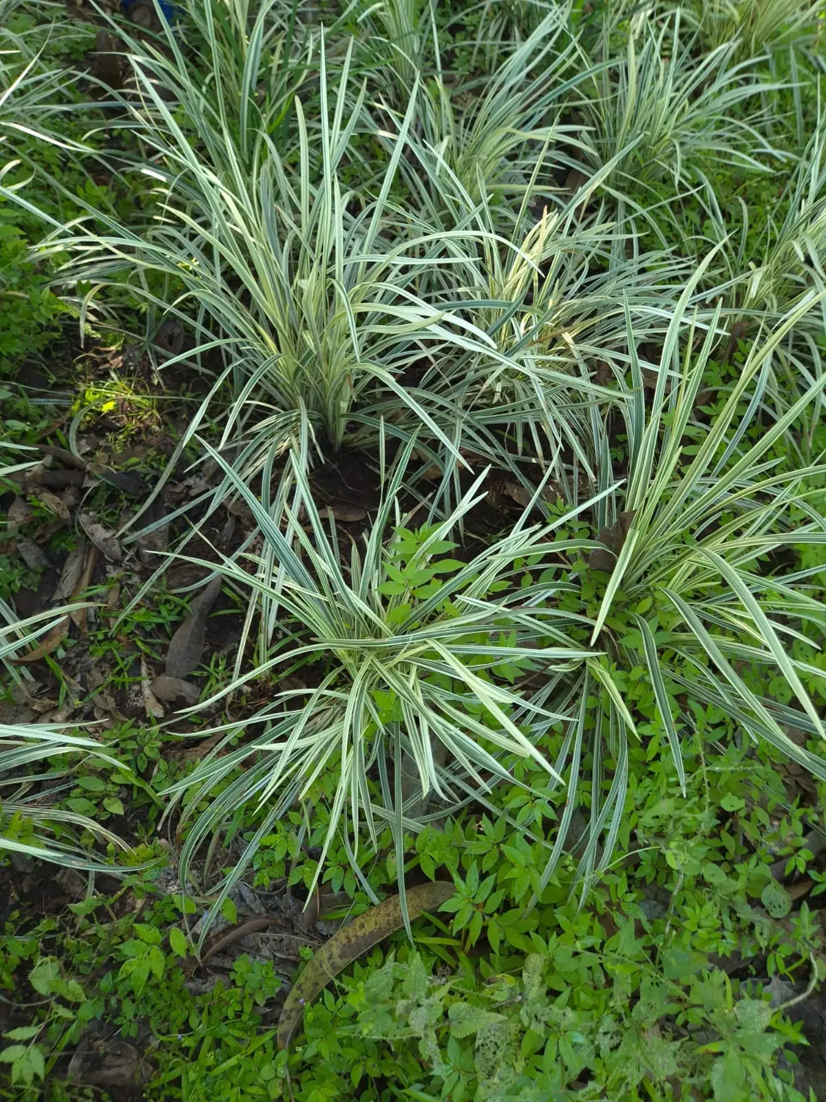Liriope Aztec Grass — Liriope Aztec Grass
