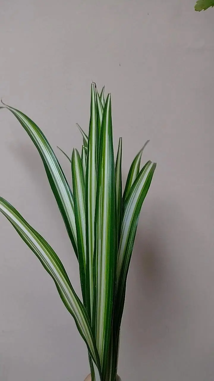 Chlorophytum — Chlorophytum comosum