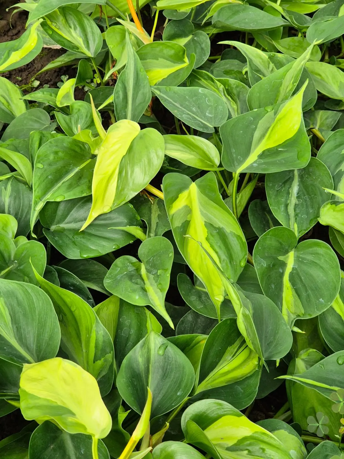 Philodendron Lemon Stripe (Brasil campo) — Philodendron