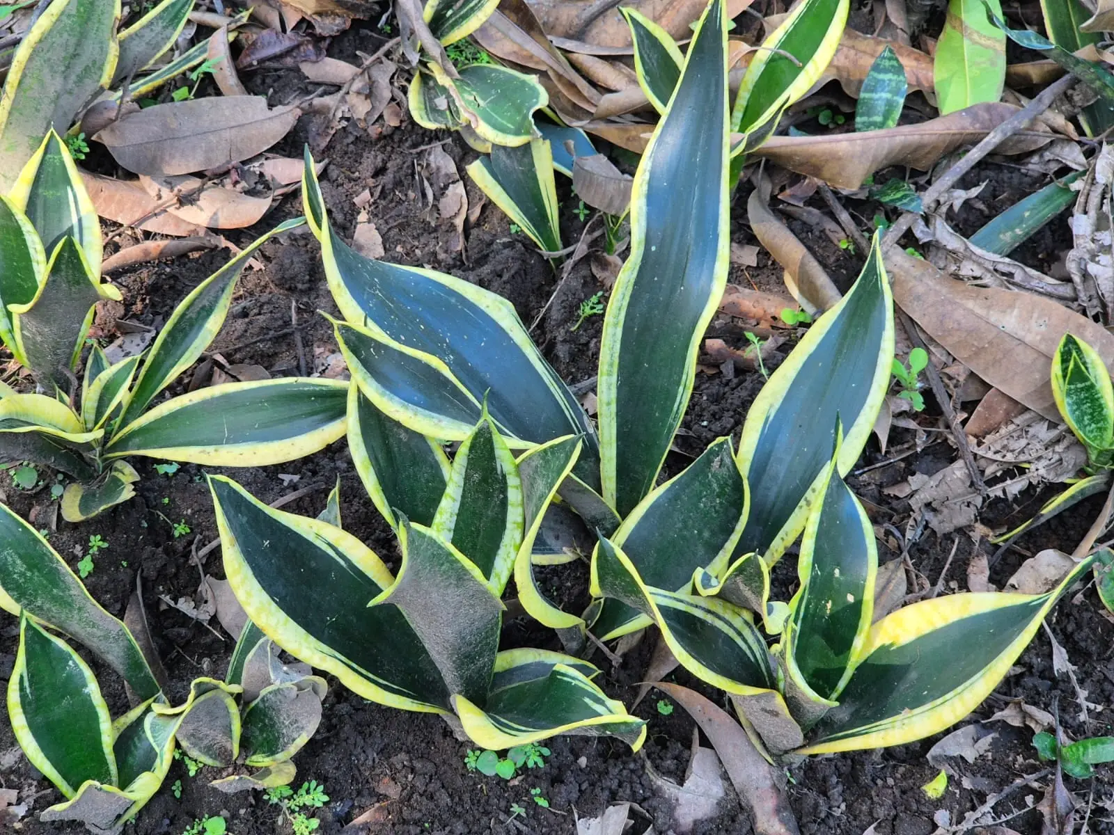 Sansevieria Black — Sansevierias