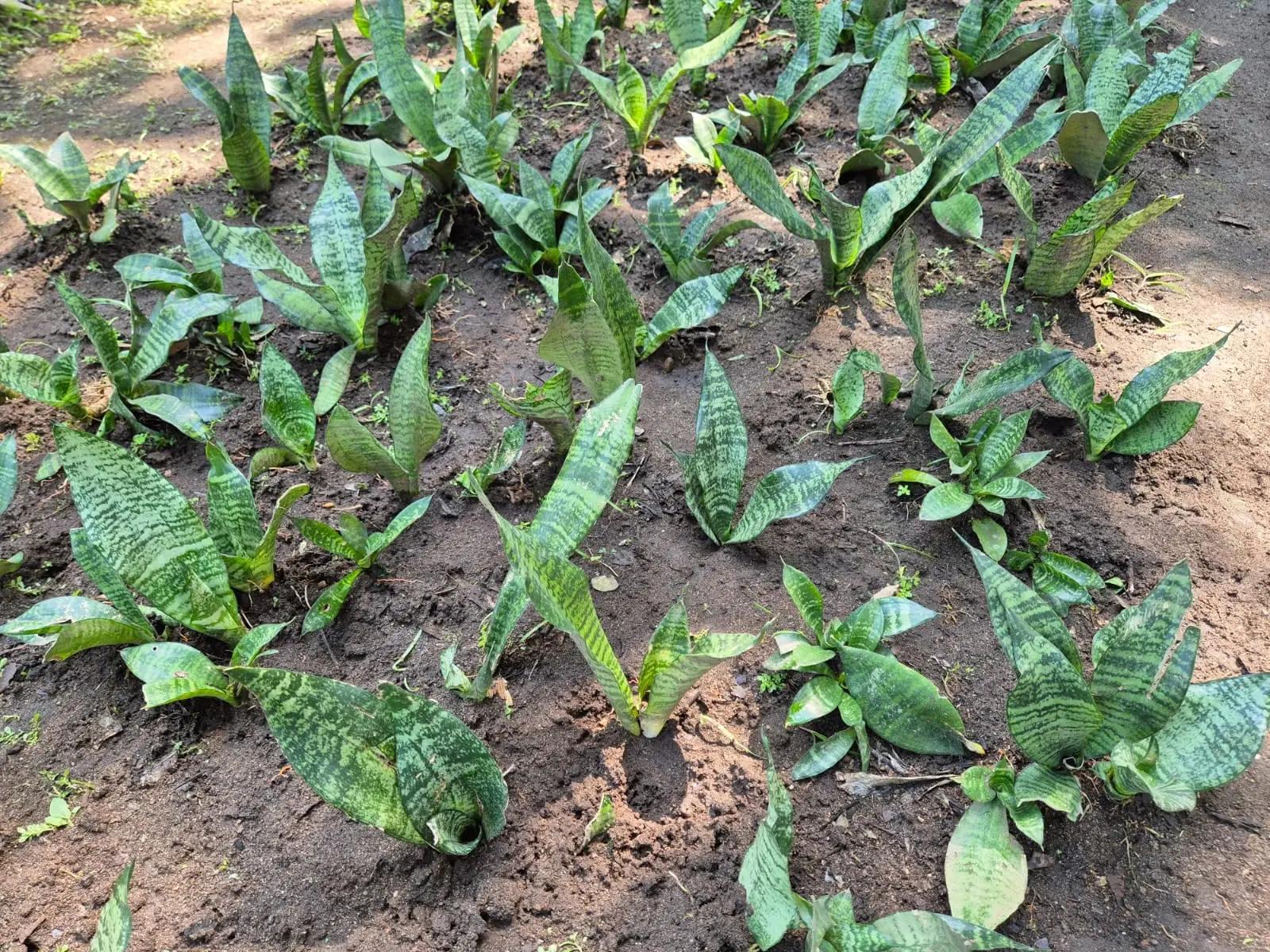 Sansevieria — Sansevierias