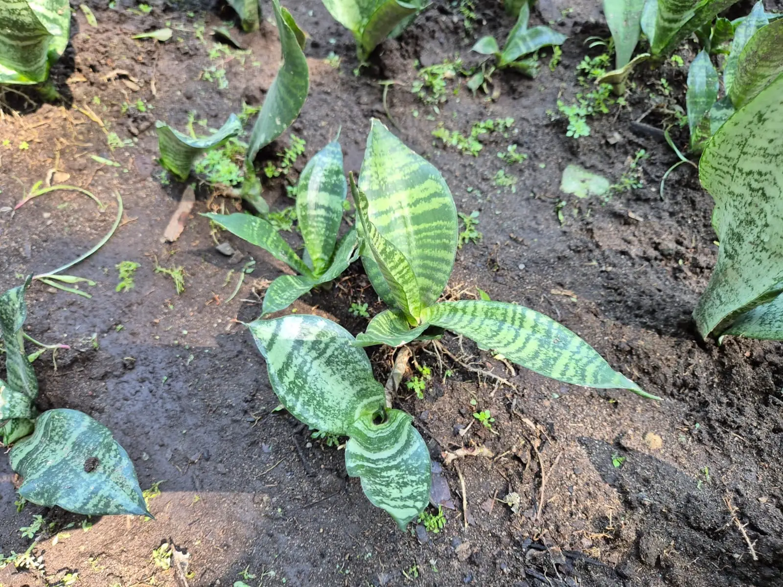 Sansevieria — Sansevierias