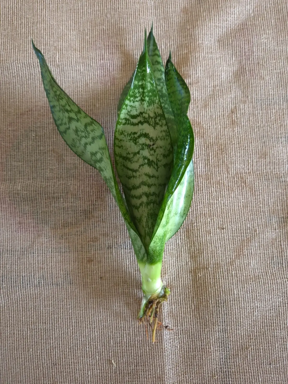 Sansevieria Robusta — Sansevierias