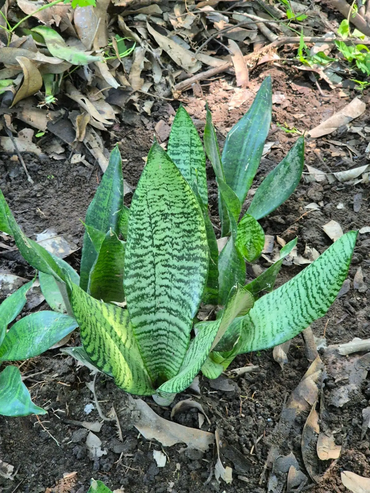 Sansevieria Robusta — Sansevierias