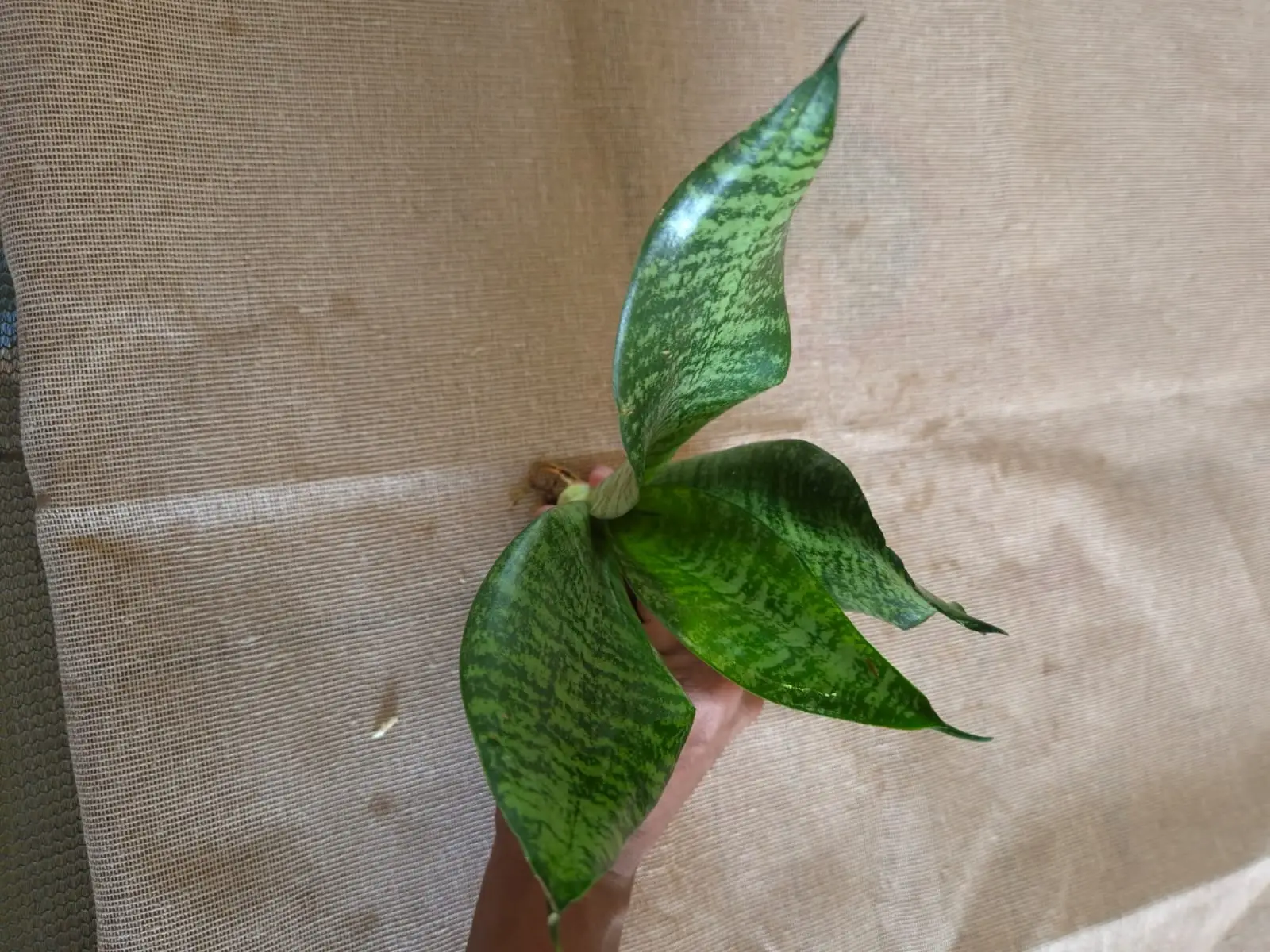 Sansevieria Robusta — Sansevierias