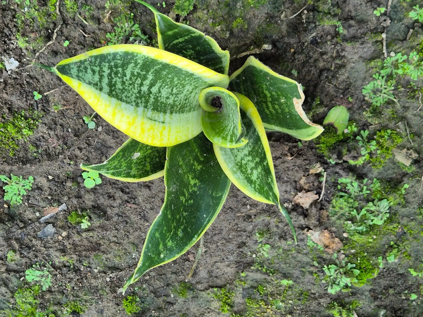 Sansevieria Superba — Sansevierias