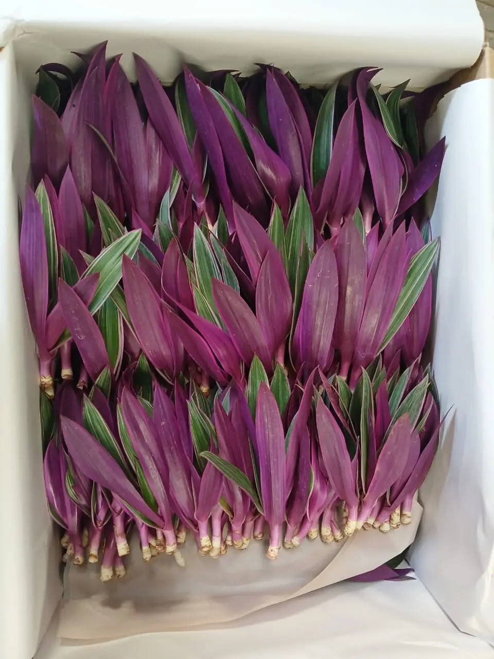 Tradescantia Rhoeo bicolor — Rhoeo